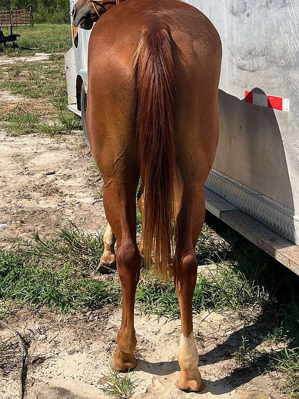 available-quarter-horse