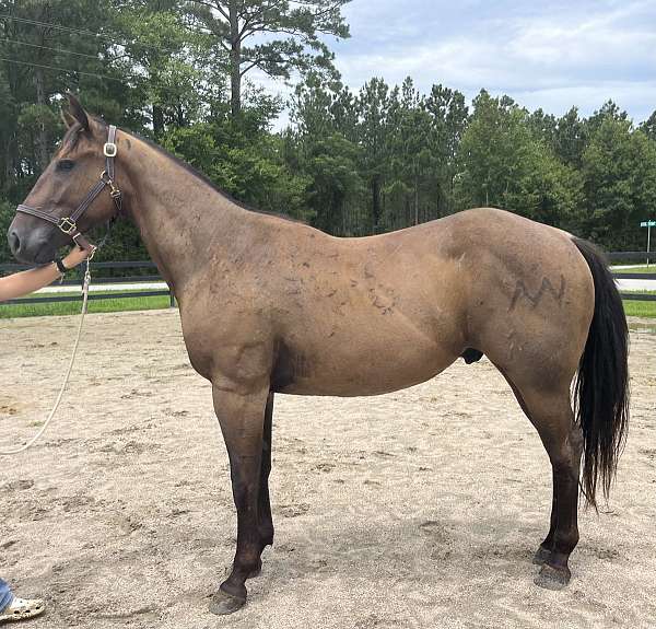 bay-roan-quarter-horse-gelding