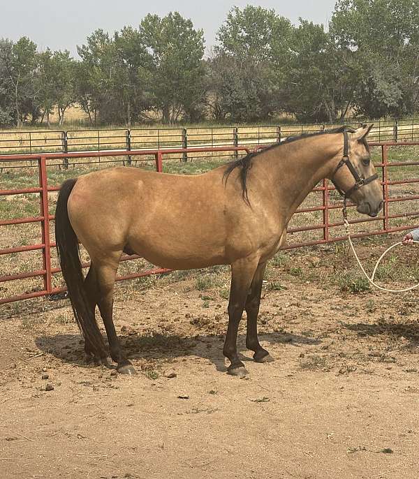 buckskin-small-blaze-horse