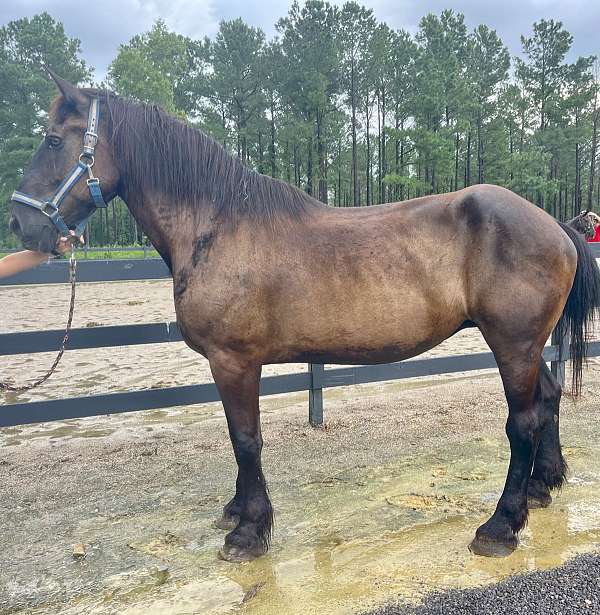 black-percheron-mare