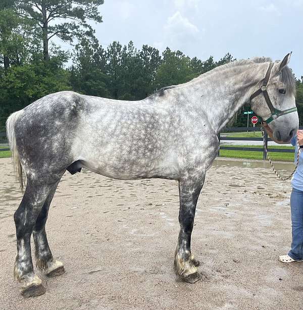 grey-percheron-gelding