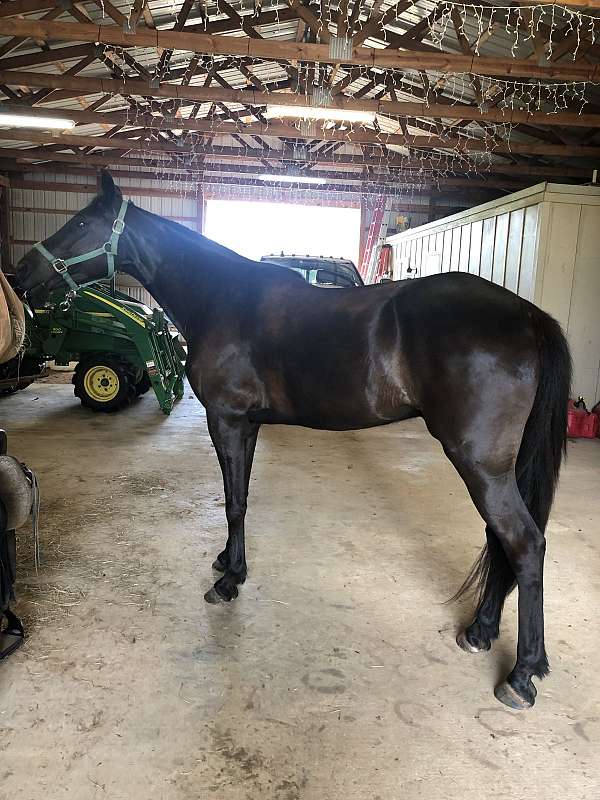 gaited-trail-riding-missouri-fox-trotter-horse