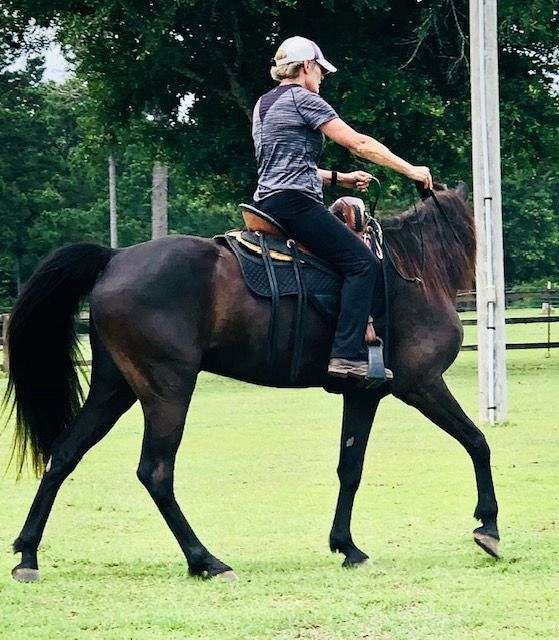 black-missouri-fox-trotter-gelding