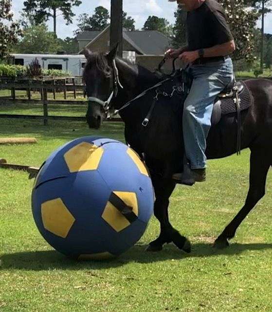 black-gaited-trail-riding-horse