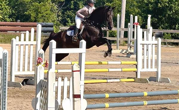 back-oldenburg-horse