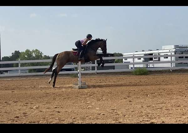 logging-thoroughbred-horse