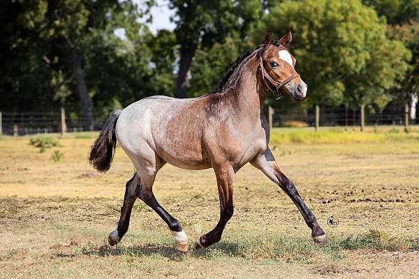 two-rear-half-pasterns-a-starsnip-pony