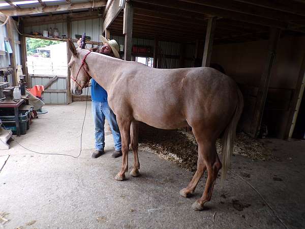 ranch-mule