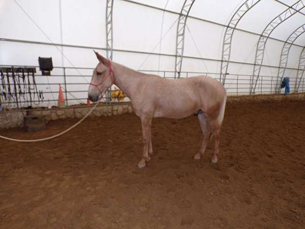 ranch-work-mule