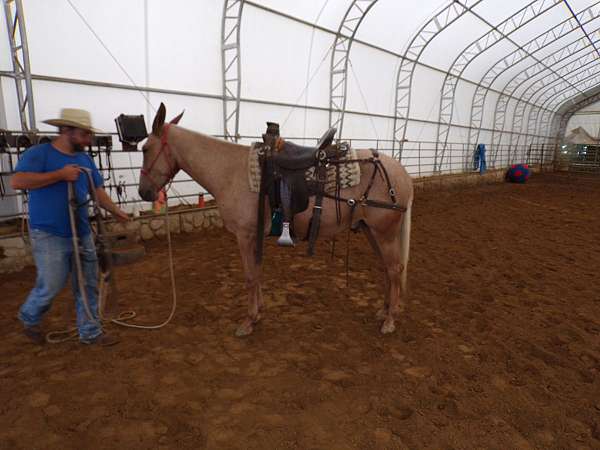 trail-riding-mule