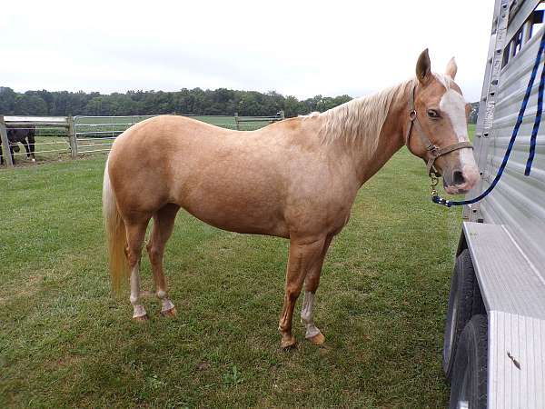 palomino-mule-gelding