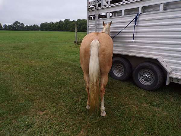 palomino-all-around-horse