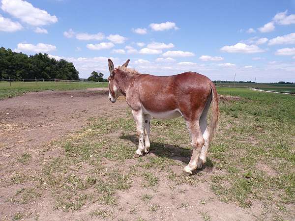 palomino-performance-horse