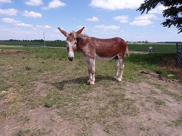 palomino-ranch-horse