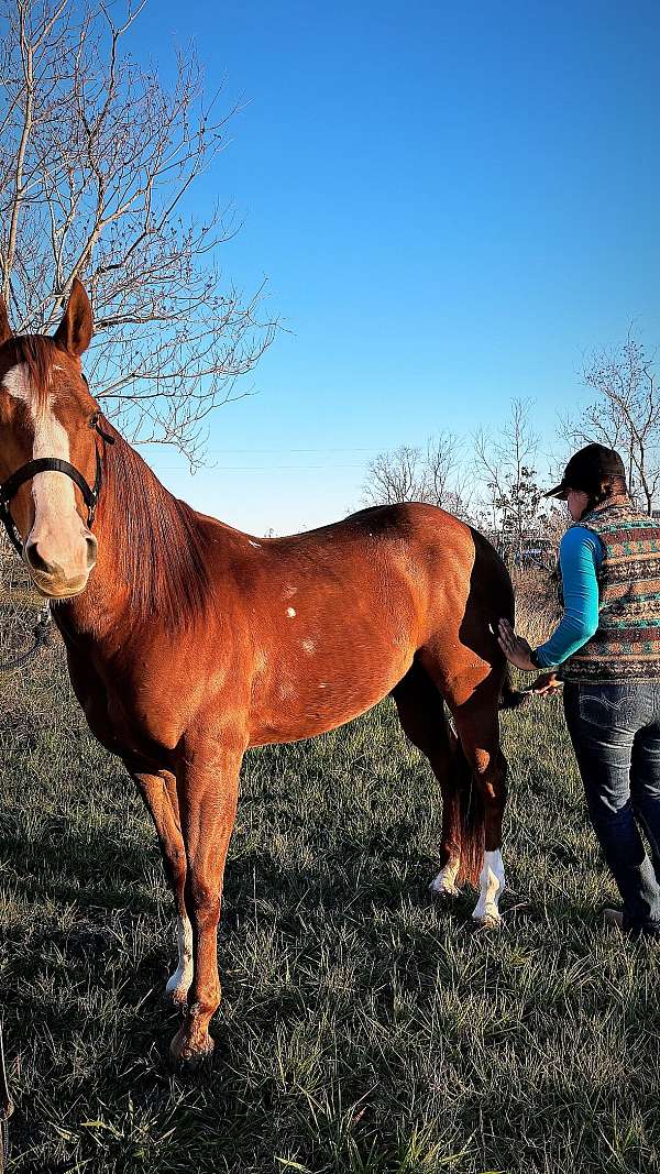 quarter-horse-gelding