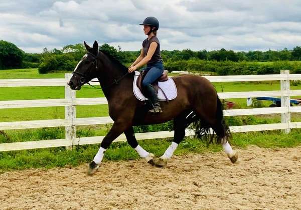 16-hand-welsh-cob-horse