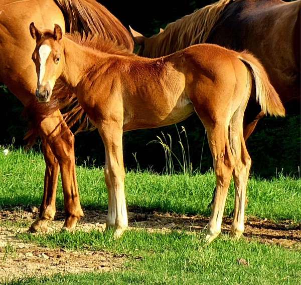 barrel-barrel-racing-quarter-horse