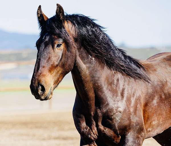 distinctive-friesian-horse