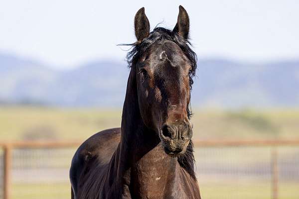 performer-friesian-horse