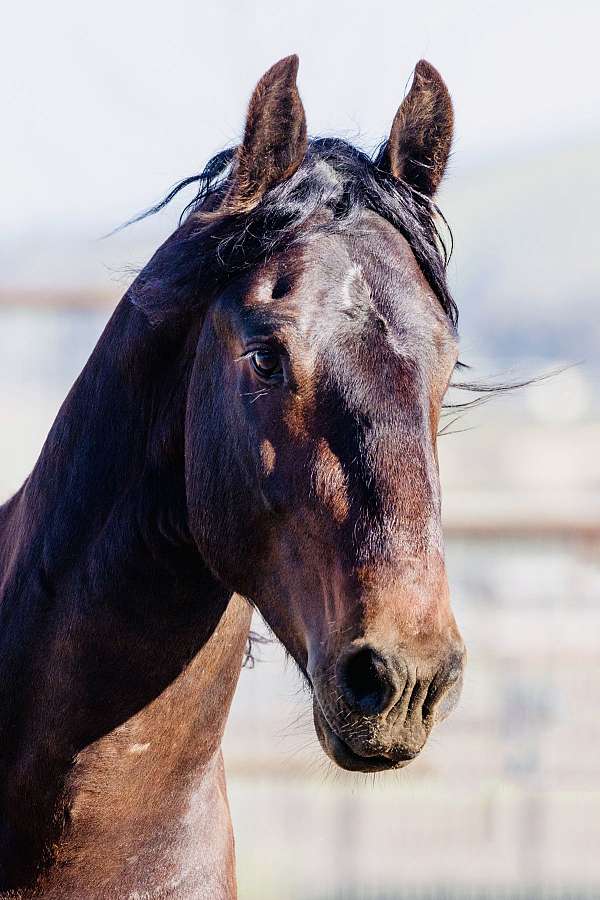 promising-friesian-horse