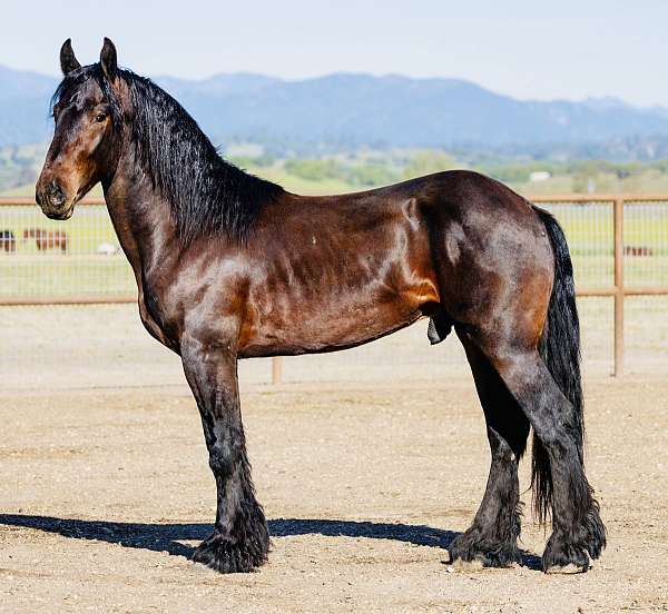 champion-clydesdale-friesian-horse