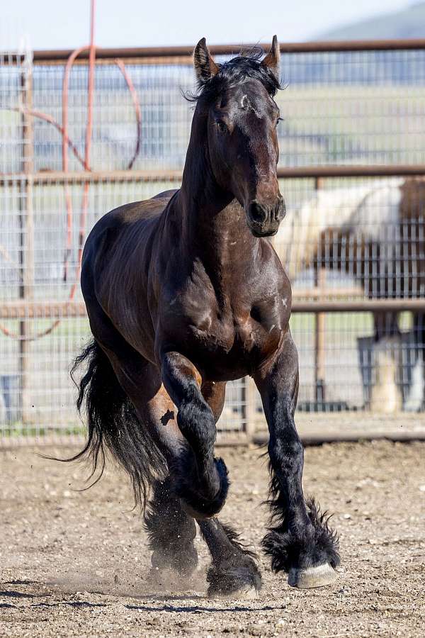 baroque-horse-friesian