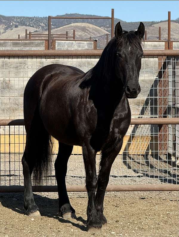 champion-clydesdale-friesian-horse