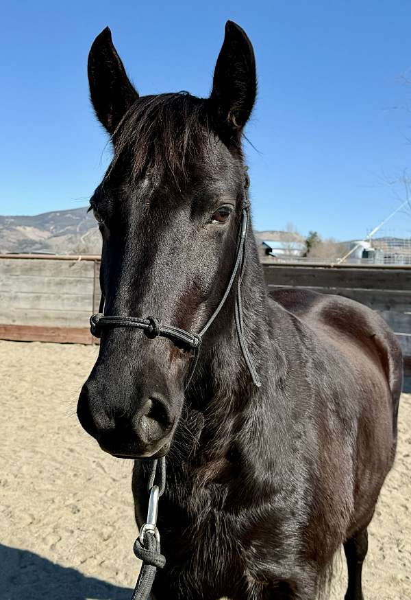 distinctive-friesian-horse