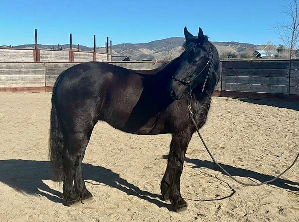 performer-friesian-horse