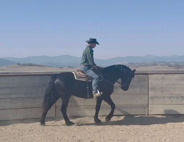 baroque-horse-friesian