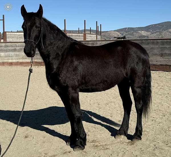 promising-friesian-horse