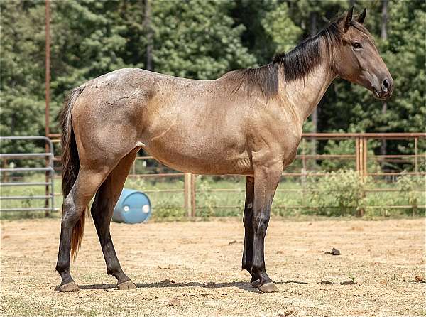 bay-driving-working-horse