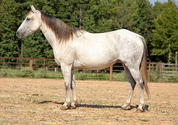 grey-playday-trail-horse