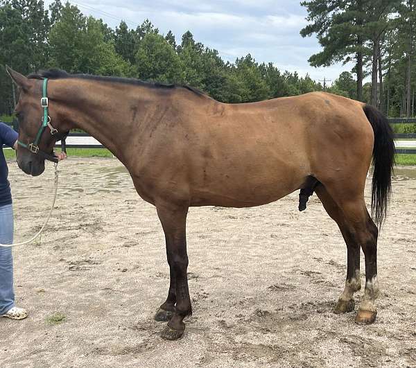 bay-morgan-gelding