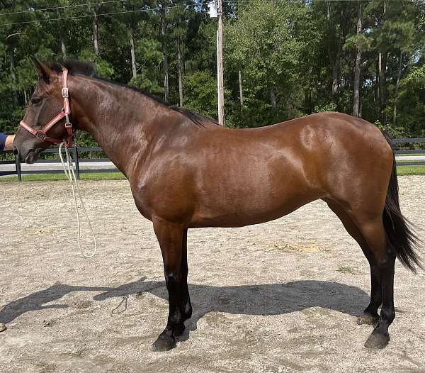 beginner-harness-morgan-horse