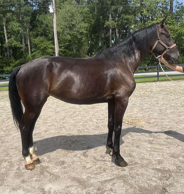 black-dutch-warmblood-mare