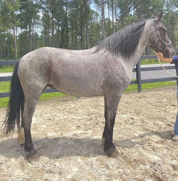 blue-roan-roan-friesian-percheron-for-sale