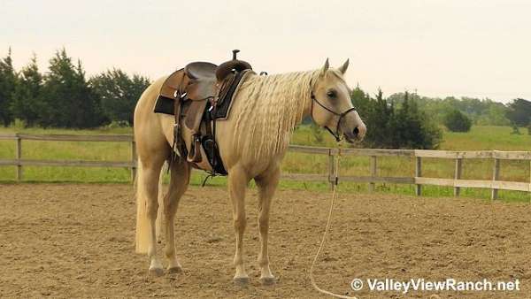 pleasure-driving-quarter-horse