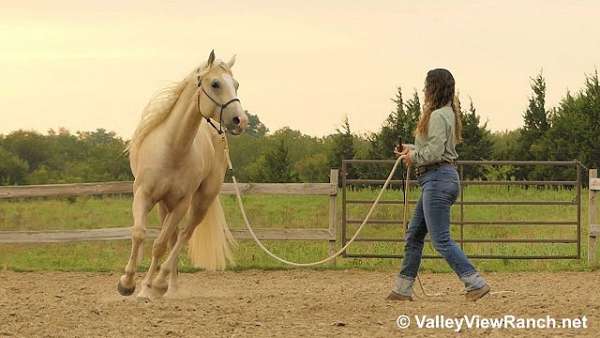 ranch-quarter-horse