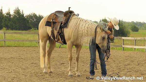 ranch-versatility-quarter-horse