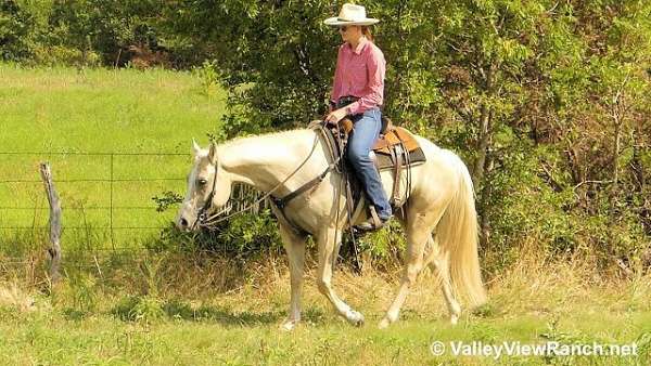 reined-cow-quarter-horse