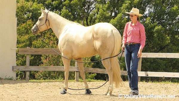 reining-quarter-horse