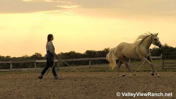 roping-quarter-horse