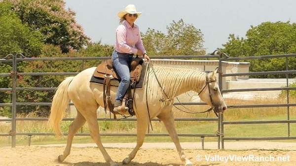 trail-quarter-horse