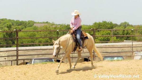 trained-quarter-horse