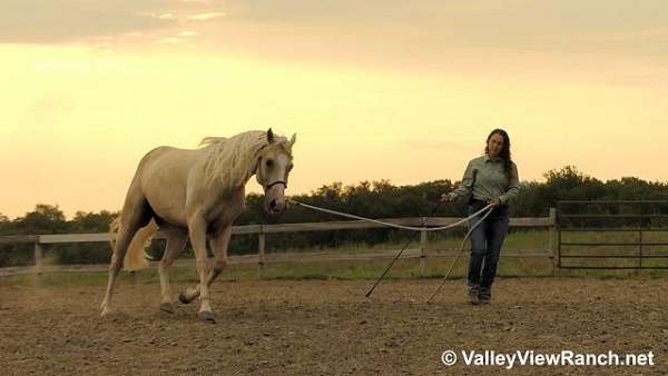 western-dressage-quarter-horse