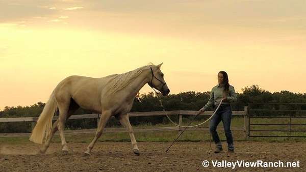 working-cow-quarter-horse