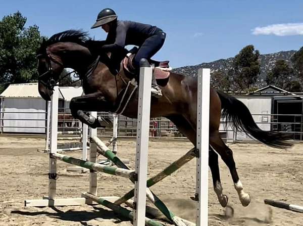 jumper-thoroughbred-horse