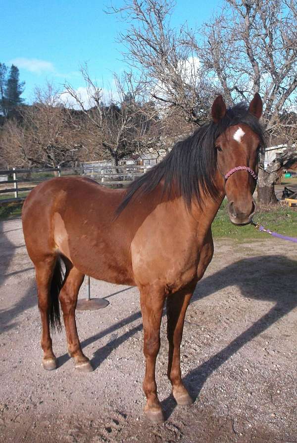 black-manetail-white-flame-on-forehead-horse