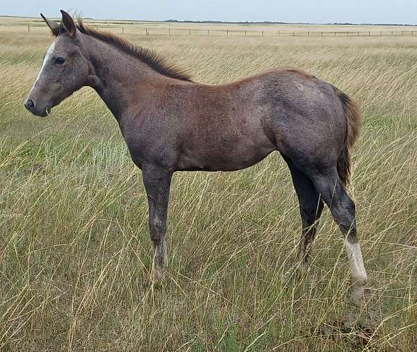 quarter-horse-filly